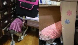 大狗最新爆料视频,揭秘视频背后的惊人真相