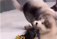 抖音视频搞笑最新爆料,搞笑视频盘点，笑到肚子疼！