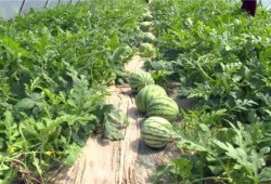 武汉爆料最新吃瓜视频,揭秘幕后真相，一探究竟！