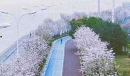 杭州樱花爆料事件视频最新