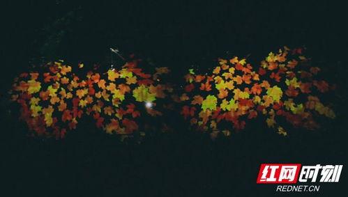 枫叶之路爆料视频最新版,揭秘神秘旅程背后的精彩故事